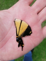 Papilio multicaudata multicaudata