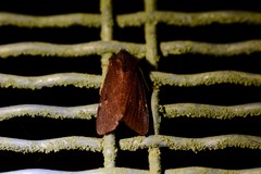 Austramathes purpurea