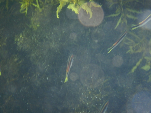 Trachinops taeniatus