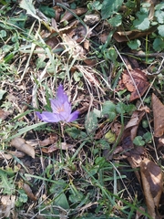 Crocus speciosus