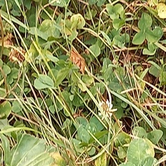 Euclidia glyphica