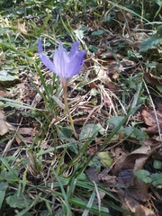 Crocus speciosus
