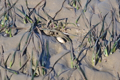 Cerastoderma edule