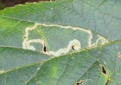 Phytomyza spondylii group