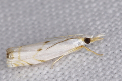 Microcrambus biguttellus