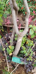 Adenium obesum