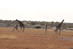 Giraffa camelopardalis giraffa