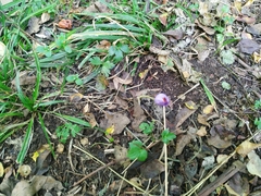 Crocus speciosus