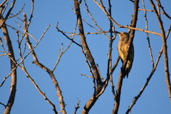 Melanerpes uropygialis