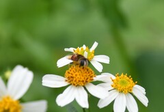 Phytomia