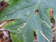 Phytomyza spondylii group