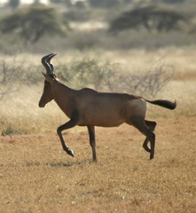 Alcelaphus buselaphus caama