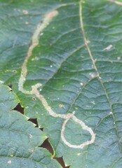 Phytomyza spondylii group