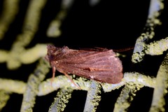 Austramathes purpurea