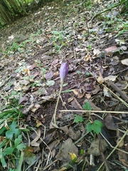 Crocus speciosus