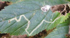 Phytomyza spondylii group