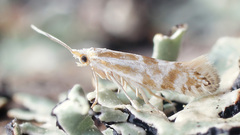 Argyresthia abdominalis