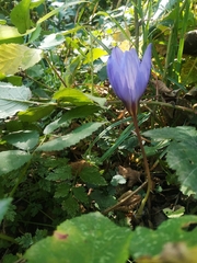 Crocus speciosus