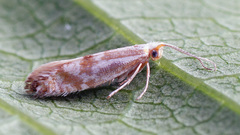 Argyresthia abdominalis