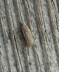 Errastunus ocellaris