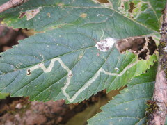 Phytomyza spondylii group