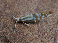 Argyresthia abdominalis