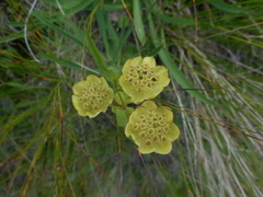 Bupleurum stellatum