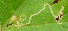 Phytomyza spondylii group