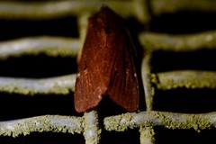 Austramathes purpurea