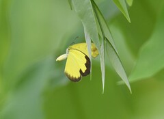 Eurema