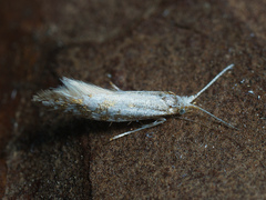 Argyresthia abdominalis
