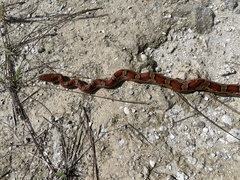 Pantherophis guttatus