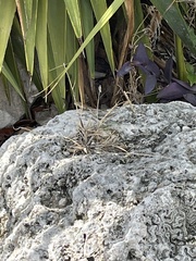 Agama picticauda