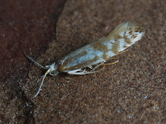 Argyresthia abdominalis