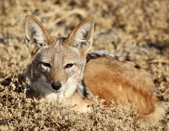 Lupulella mesomelas mesomelas