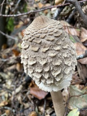 Chlorophyllum olivieri