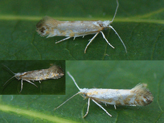 Argyresthia abdominalis