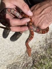 Pantherophis guttatus