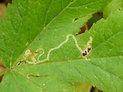 Phytomyza spondylii group
