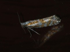 Argyresthia abdominalis