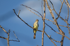 Myiarchus