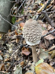 Chlorophyllum olivieri