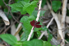 Neurothemis fulvia