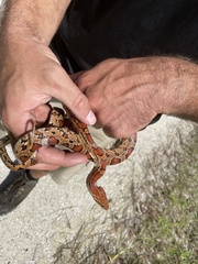 Pantherophis guttatus