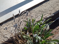 Plantago lagopus