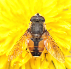 Eristalis bogotensis