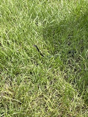 Pantherophis guttatus