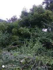 Azadirachta indica