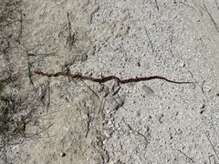 Pantherophis guttatus