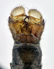 Dicranomyia mediterranea